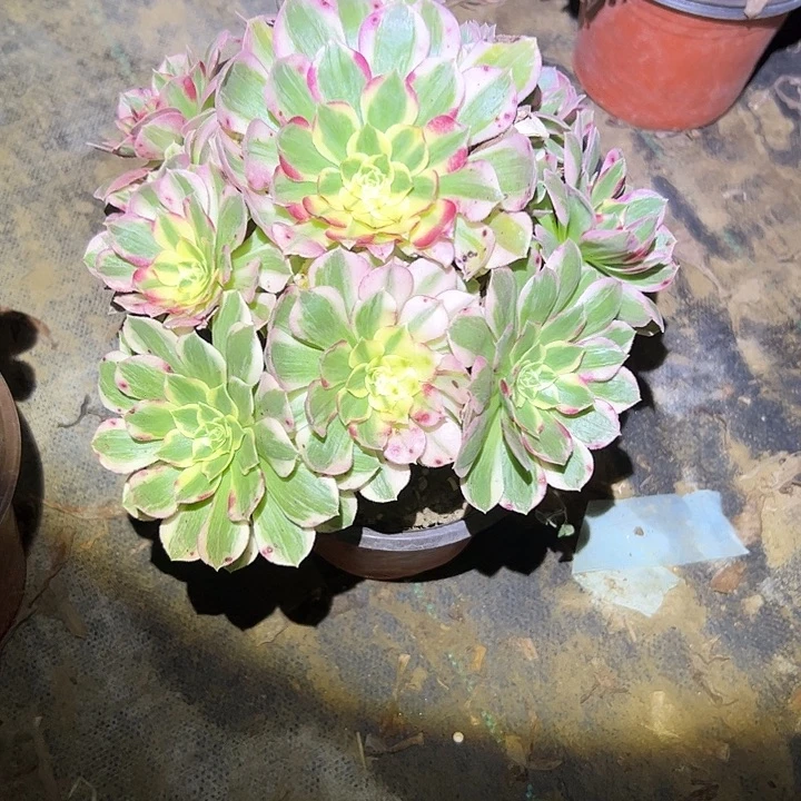 妙***）不包侧枝一物一拍52