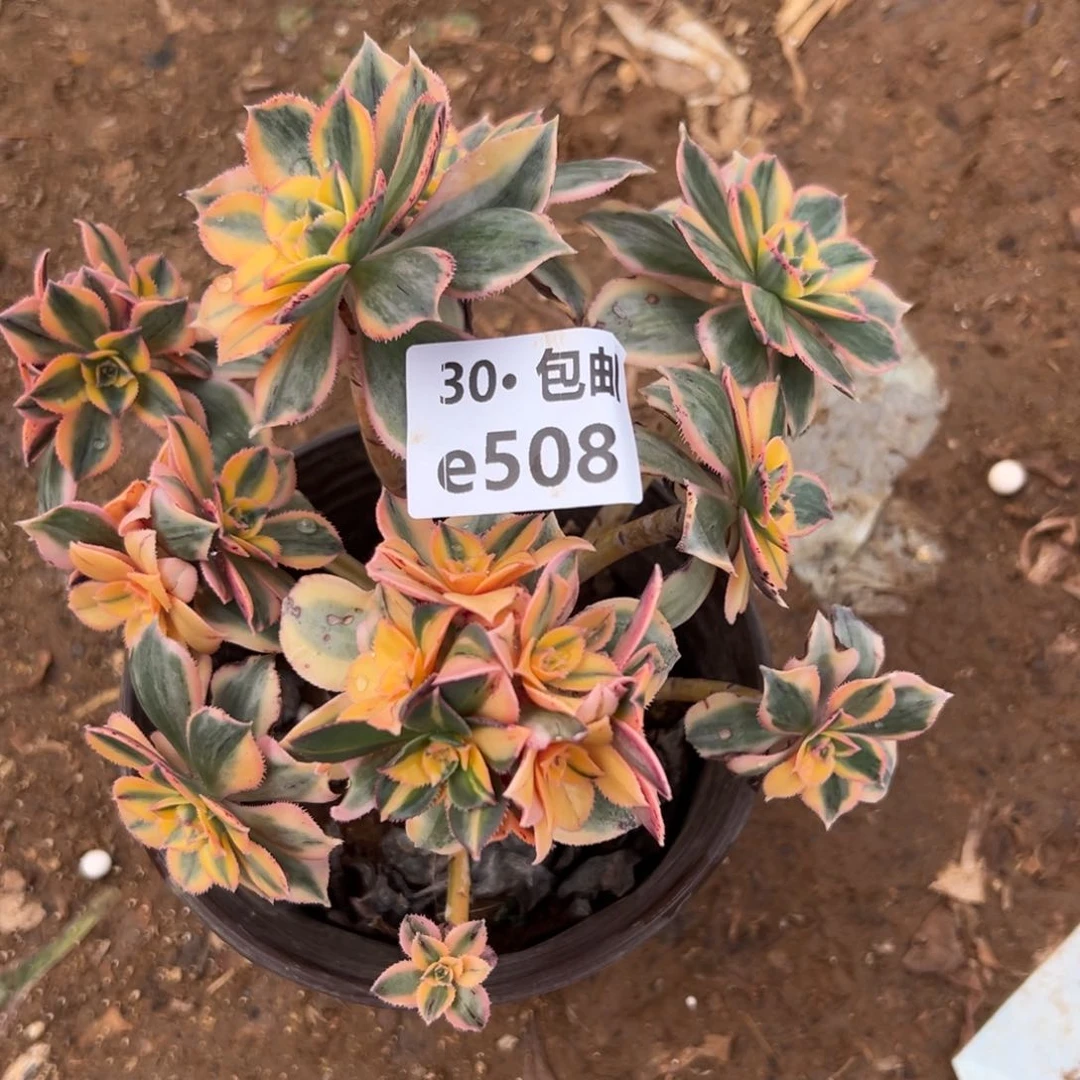 508灿烂多肉法师