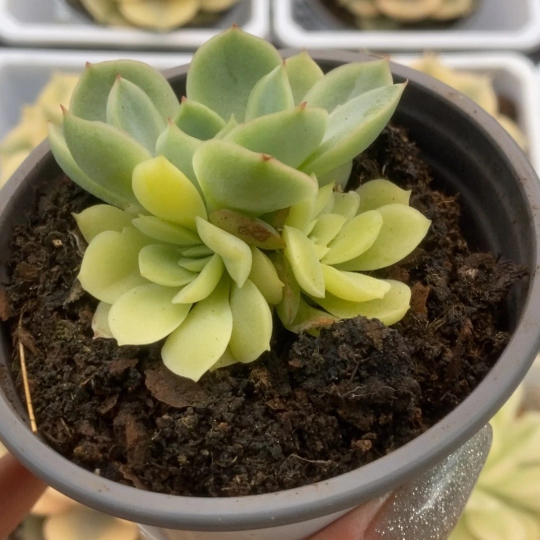 106杂锦锦锦锦锦锦