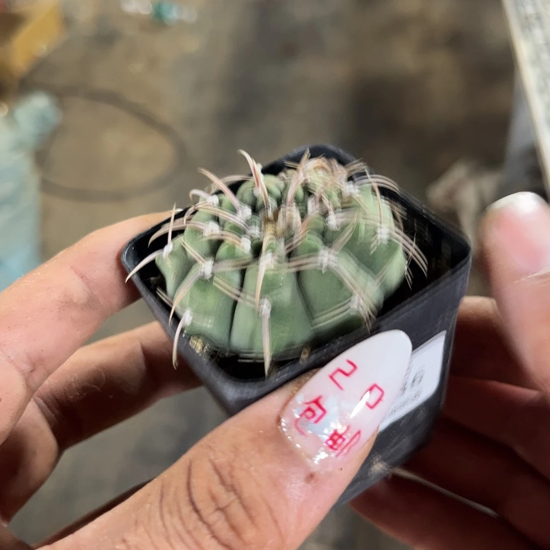 脉***女109436一物一拍单头发货