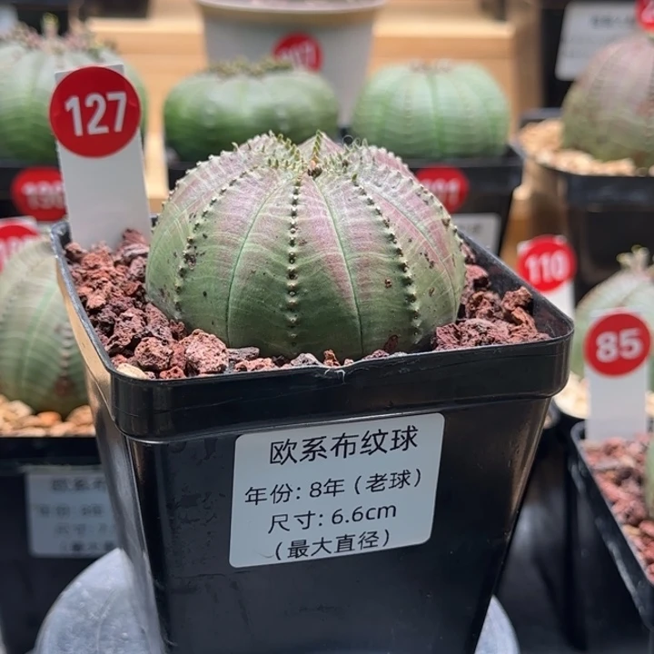 127号（欧系布纹八年老球）实生带盆（尺寸直径）-（ 6.6 ）厘米