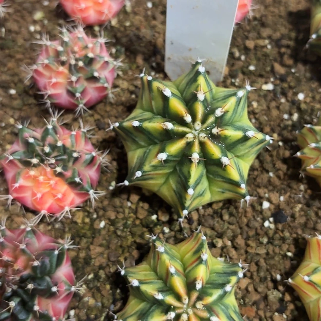 301-0615泰国发货多肉