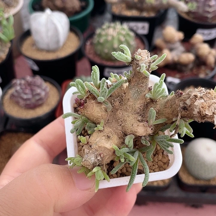 180天赐块根植物，