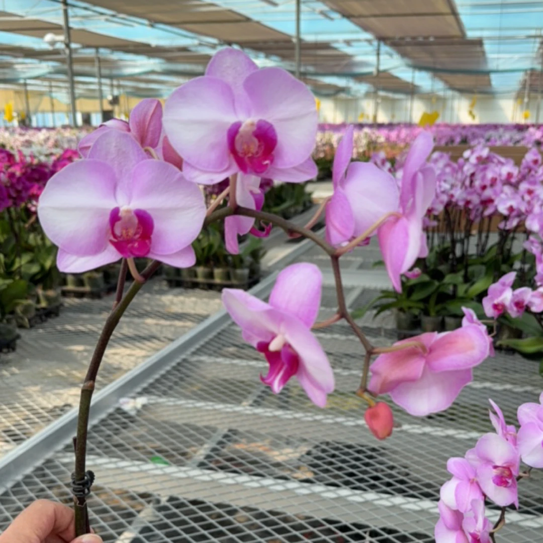 明兰花卉 蝴蝶兰【牛记婚纱】全花开花株发货