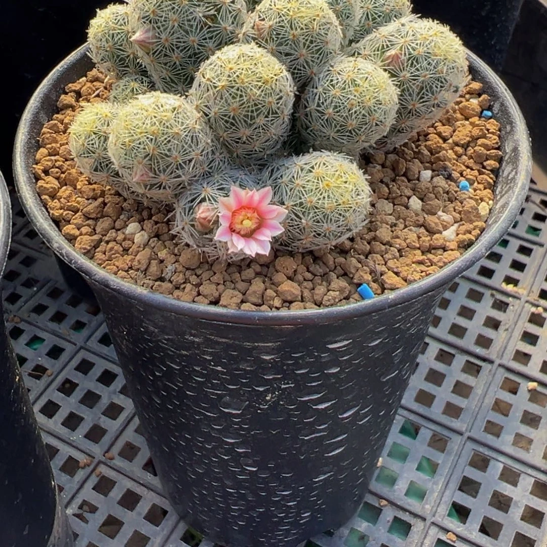 吉赛尔多肉植物带盆土537