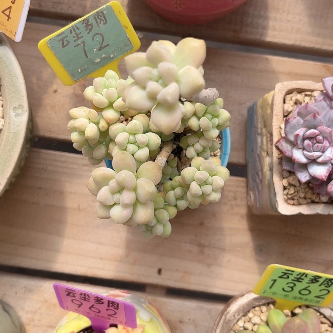 7****云尘多肉一物一拍72