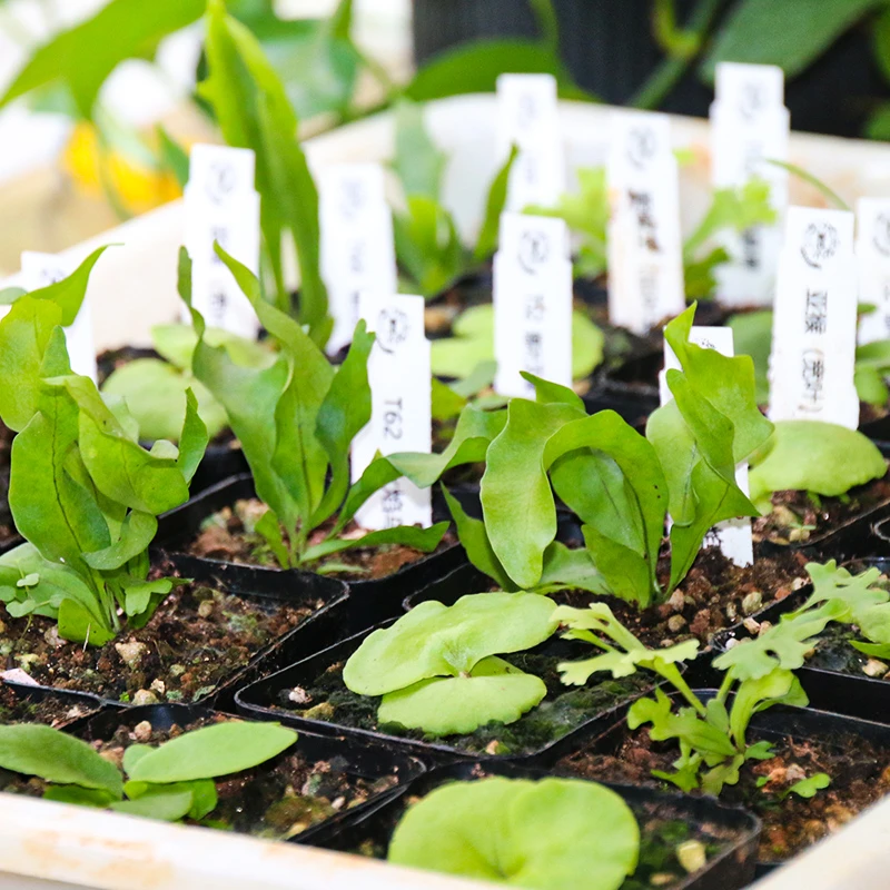 鹿角蕨杯苗小苗何其美 巨兽 皇冠 亚猴 盆栽植物绿植种植板植装饰