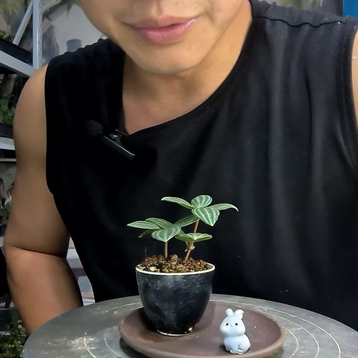 叶*中青园艺一物一拍114