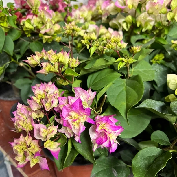 新疆包邮！重瓣怡景三角梅花卉好养易开花适合室内外种植