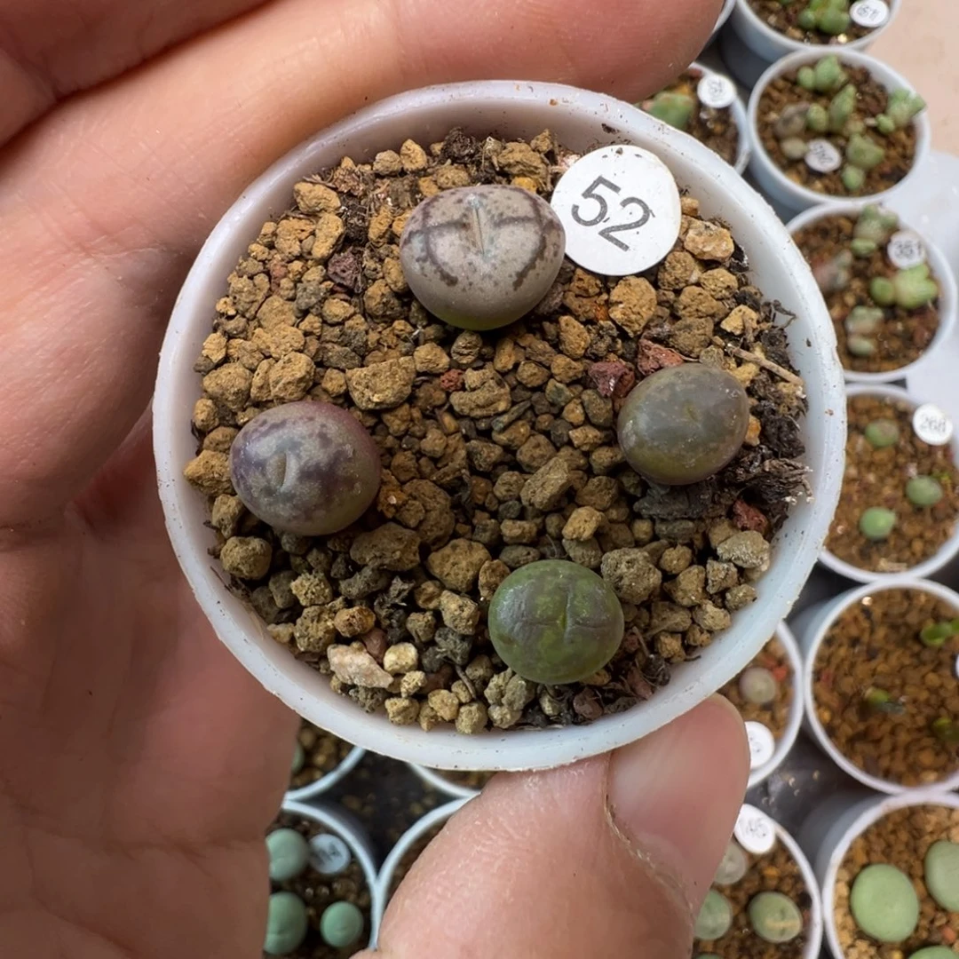 毛杂一颗脱土5200000