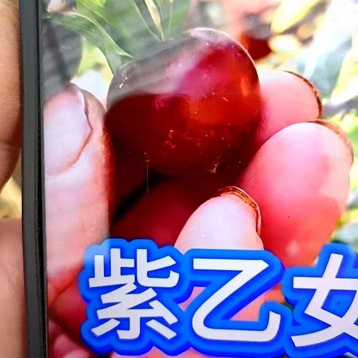 无花朵老鸦柿紫已女