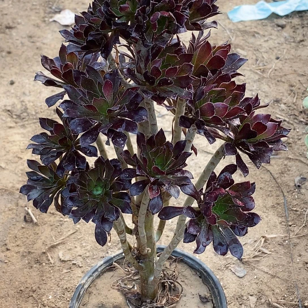 2 多肉植物不包断枝