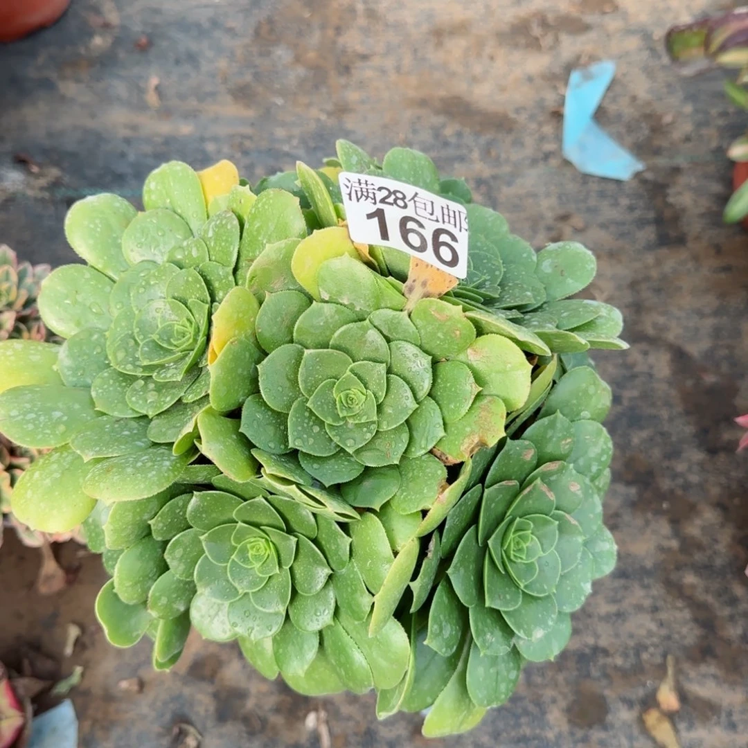 绿羊绒多肉166满28包邮断枝不包