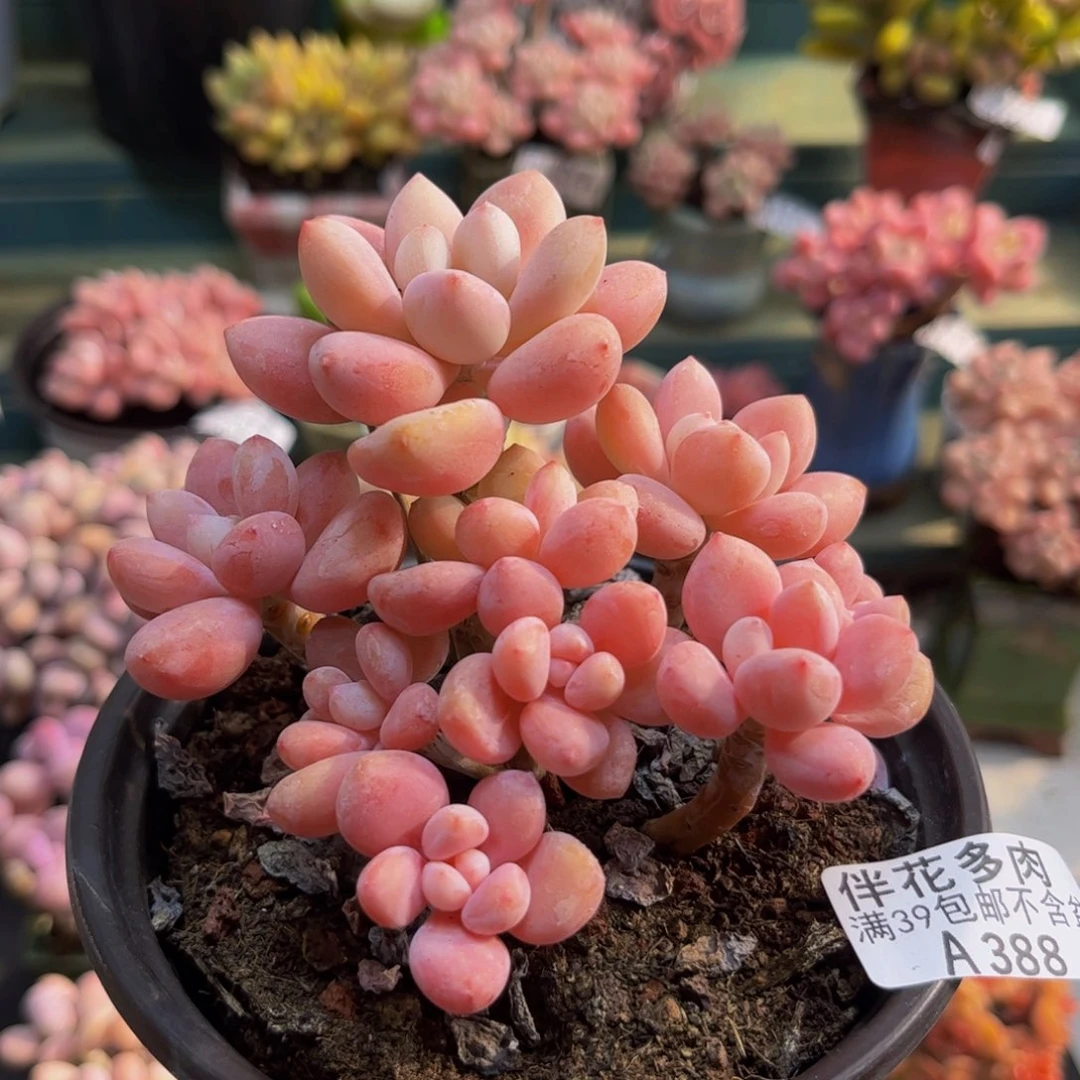 388樱花洛神9cm多肉
