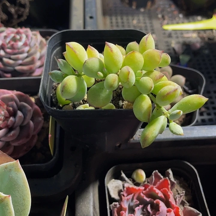 6.5方打磨带盆土发