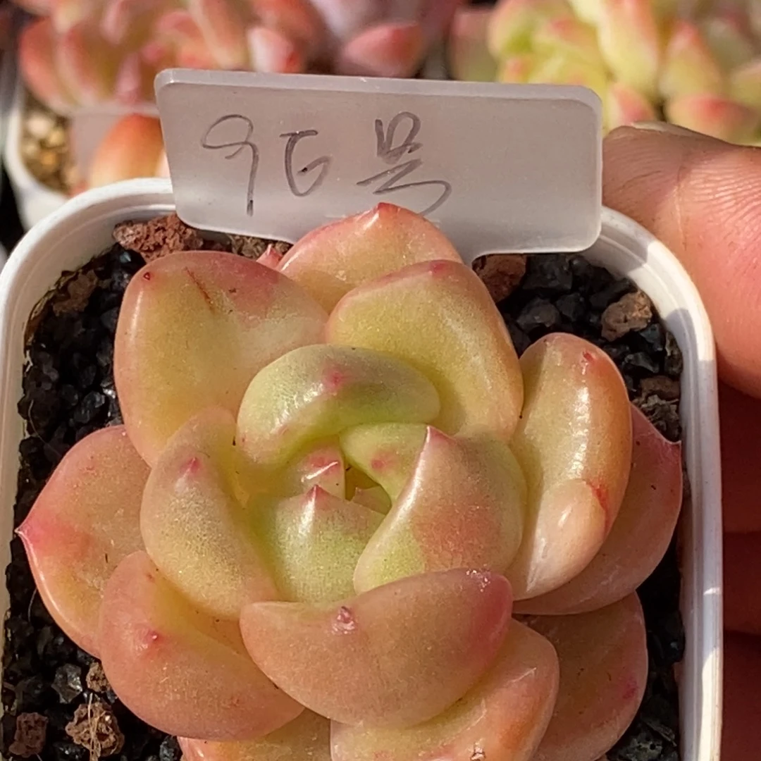 天官赐福百无禁忌