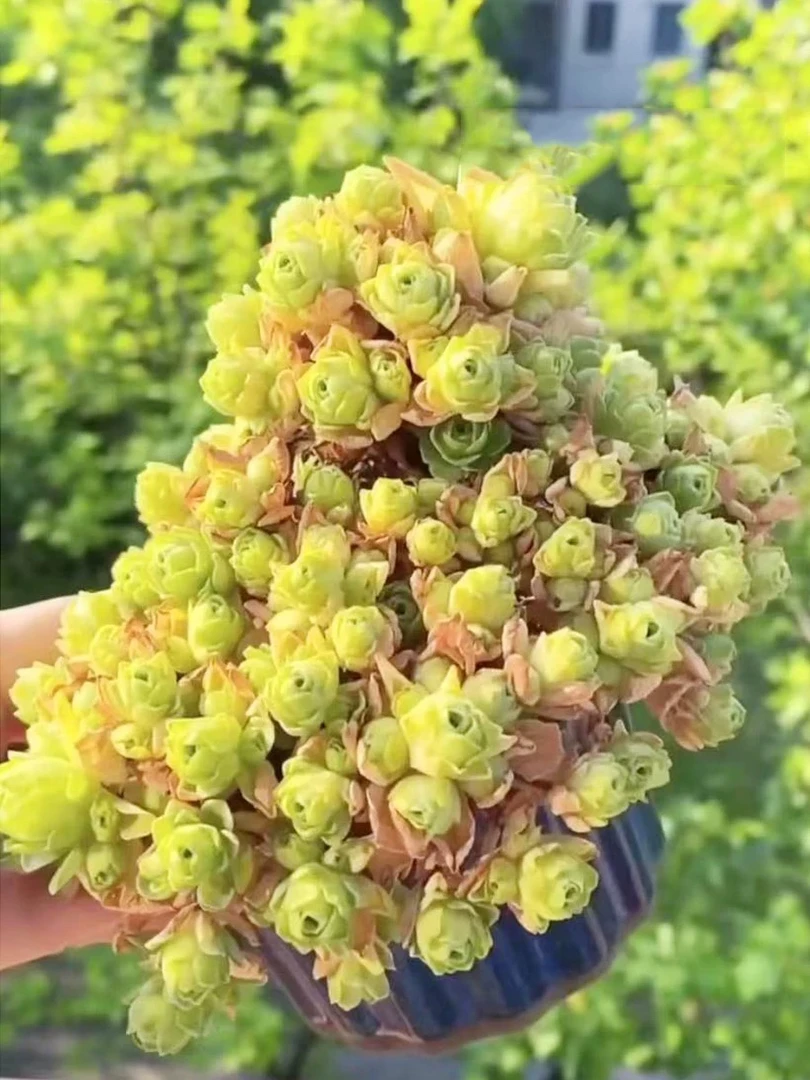 黄金山地玫瑰多肉发货为绿色（满15元包邮），发货为绿色