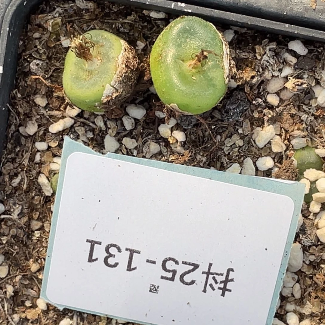 K***】25-131肉锥多肉植物
