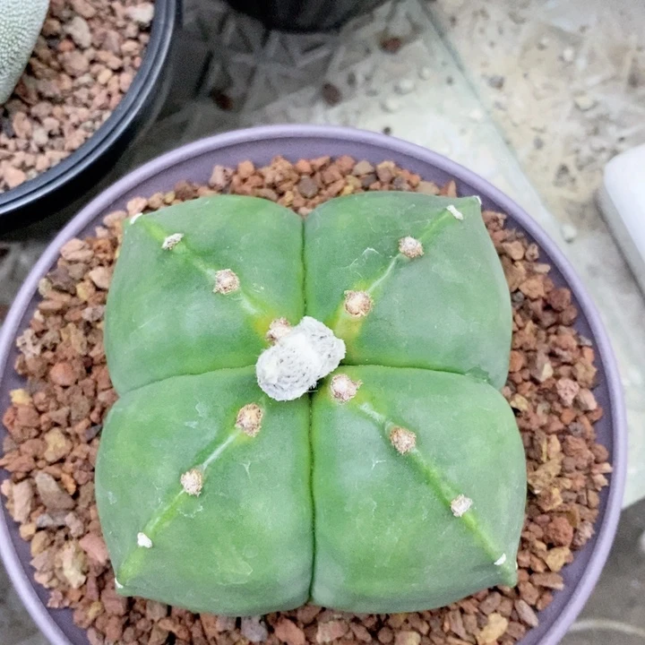 梦***0仙人球太漂亮了吧