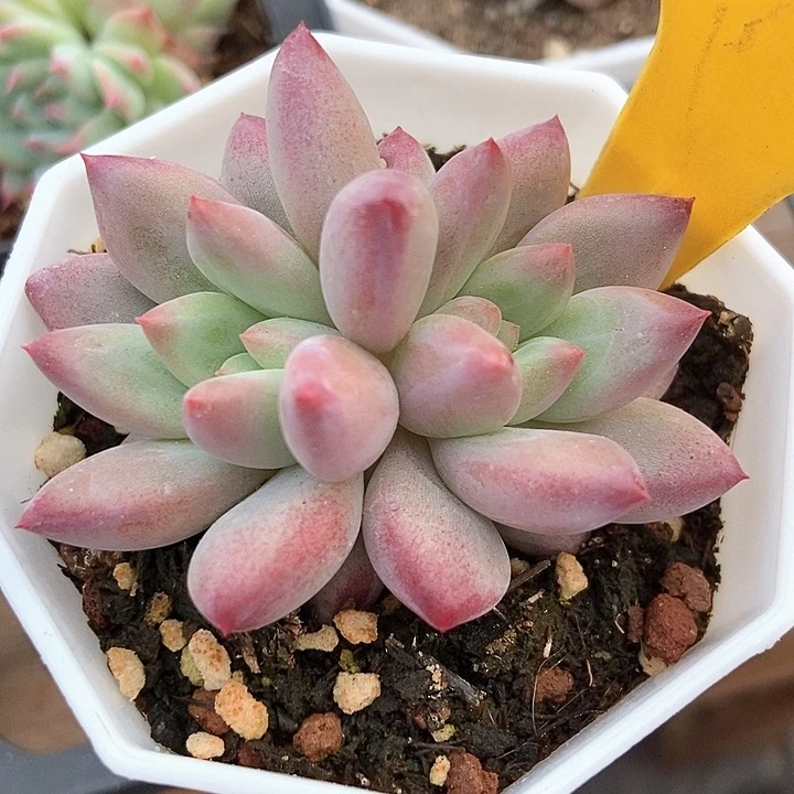 多肉植物金鱼姬546