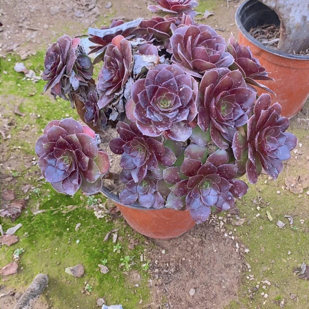 491 号一物一拍多肉植物