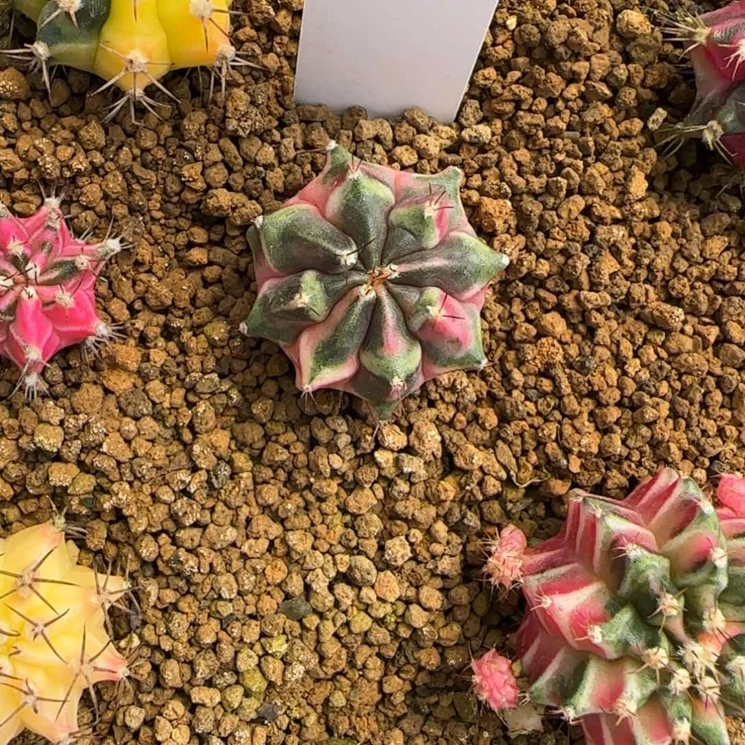 花*200-0211脱土发奥利维娅多肉