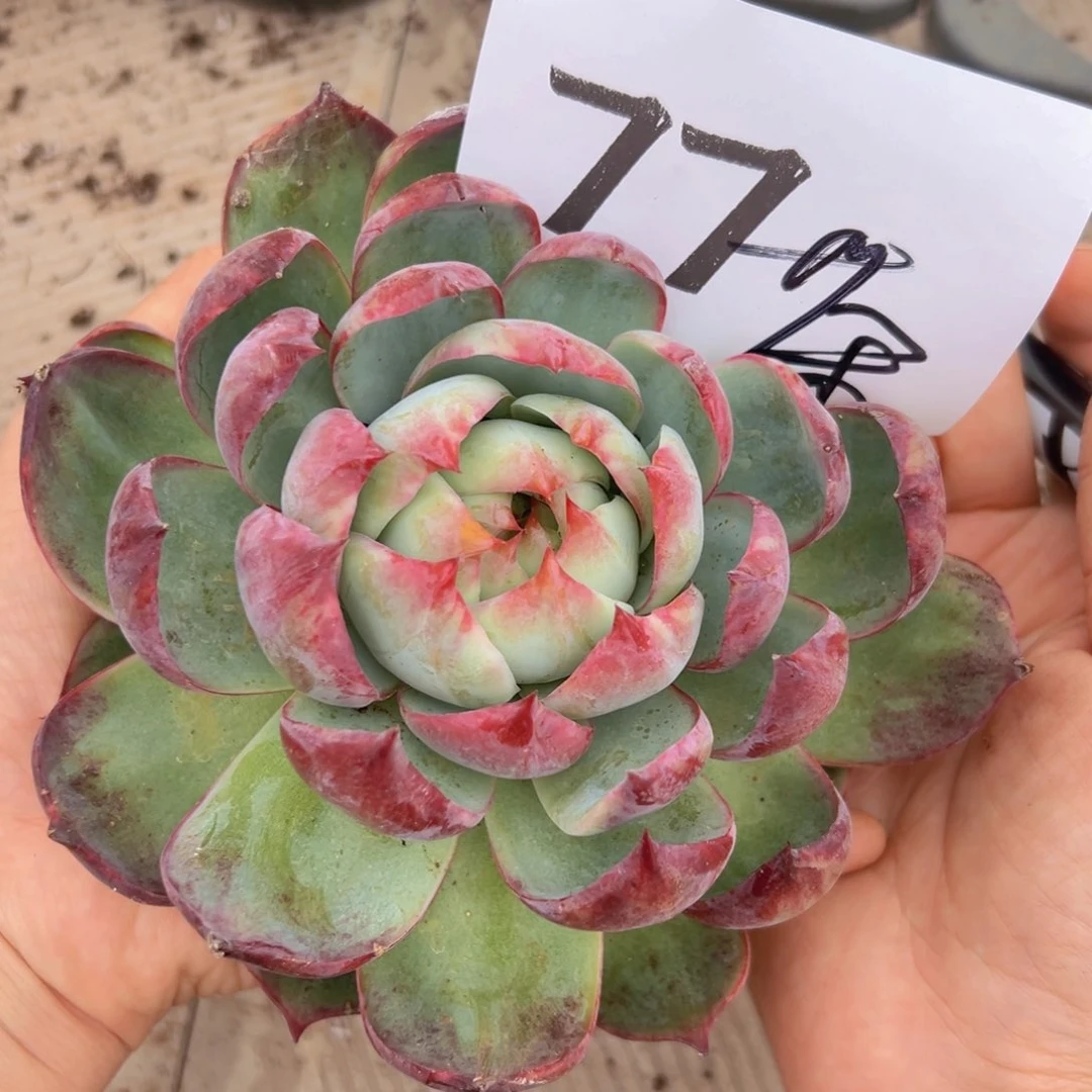 暖***茶77:；个很健康看看vvv个哥哥