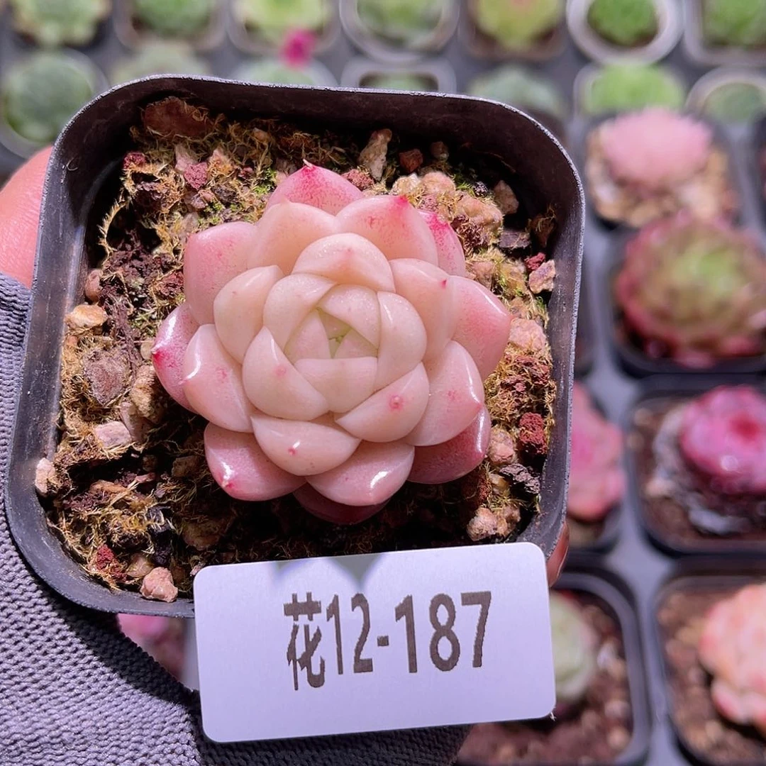 花12-187麦秆单头