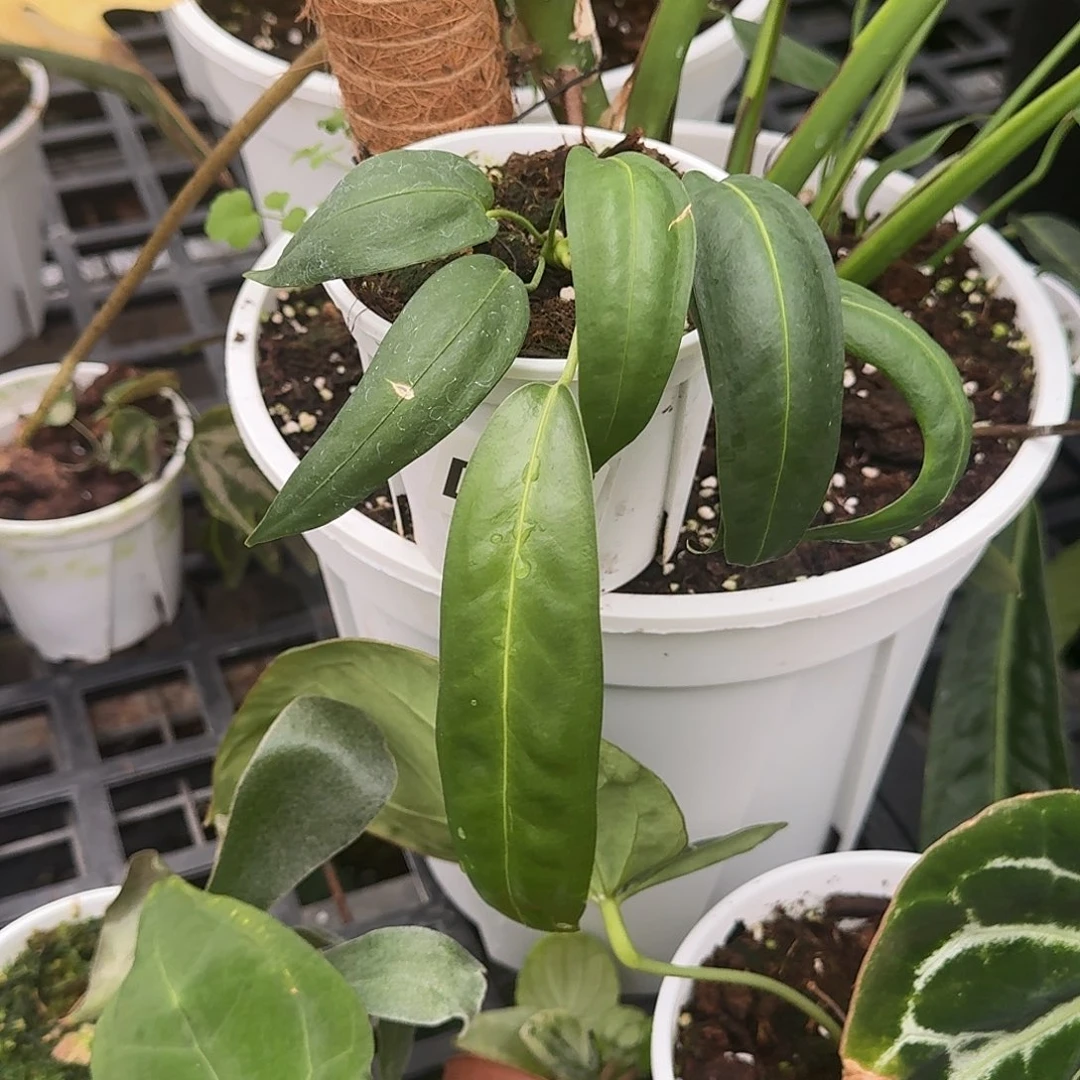 红***鱼完全开放D60温蒂领带