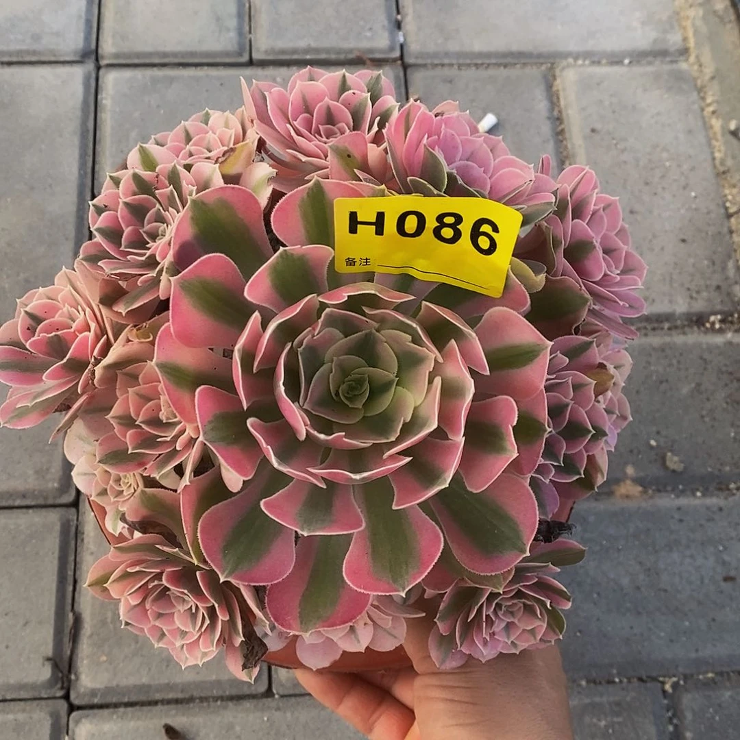 086女巫555555555小颗