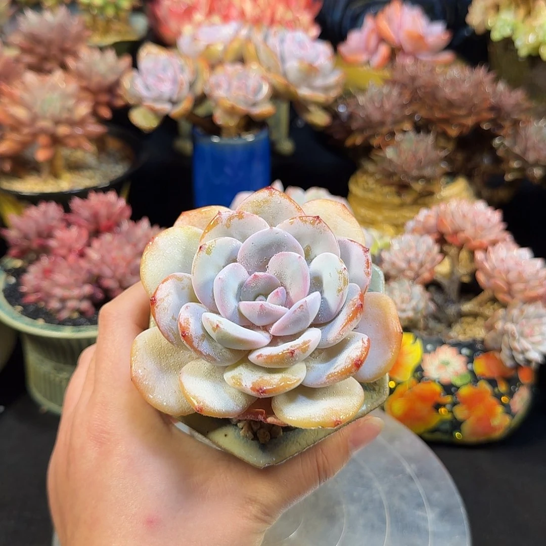 奶茶11cm带盆土包邮