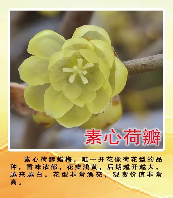 2公分粗素心荷瓣高杆腊梅随机发货鄢陵九州蜡梅