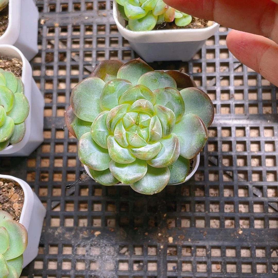 等****2T109甜心桩单盆一个满25包邮