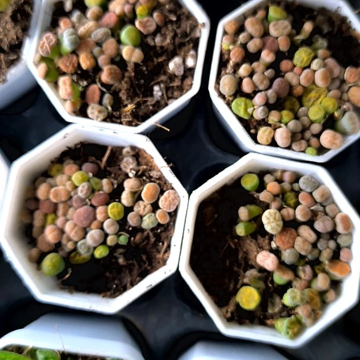 生石花八角盆，满5元包邮，