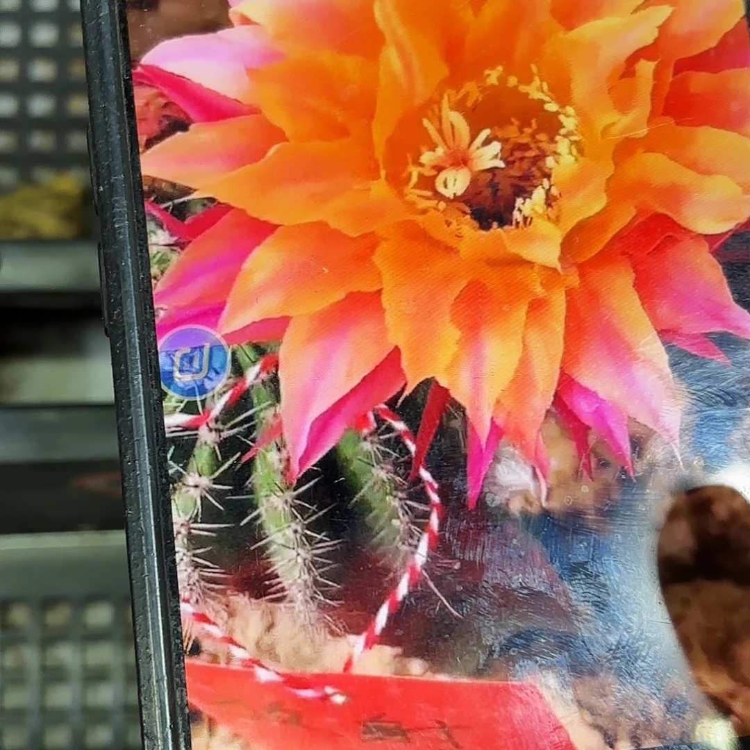 放色源彩侧牙20包邮仙人球34