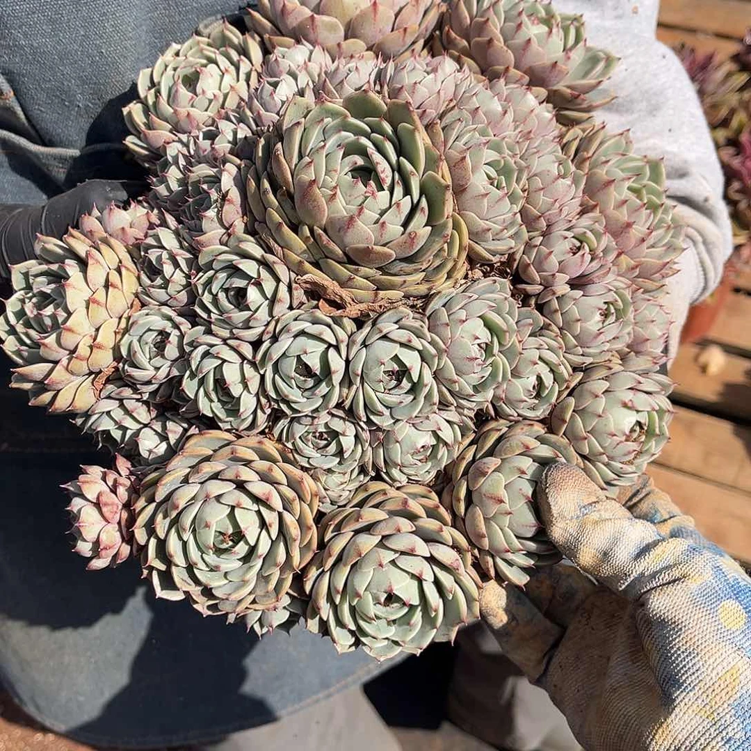 今***七多肉植物笨吧迪斯30