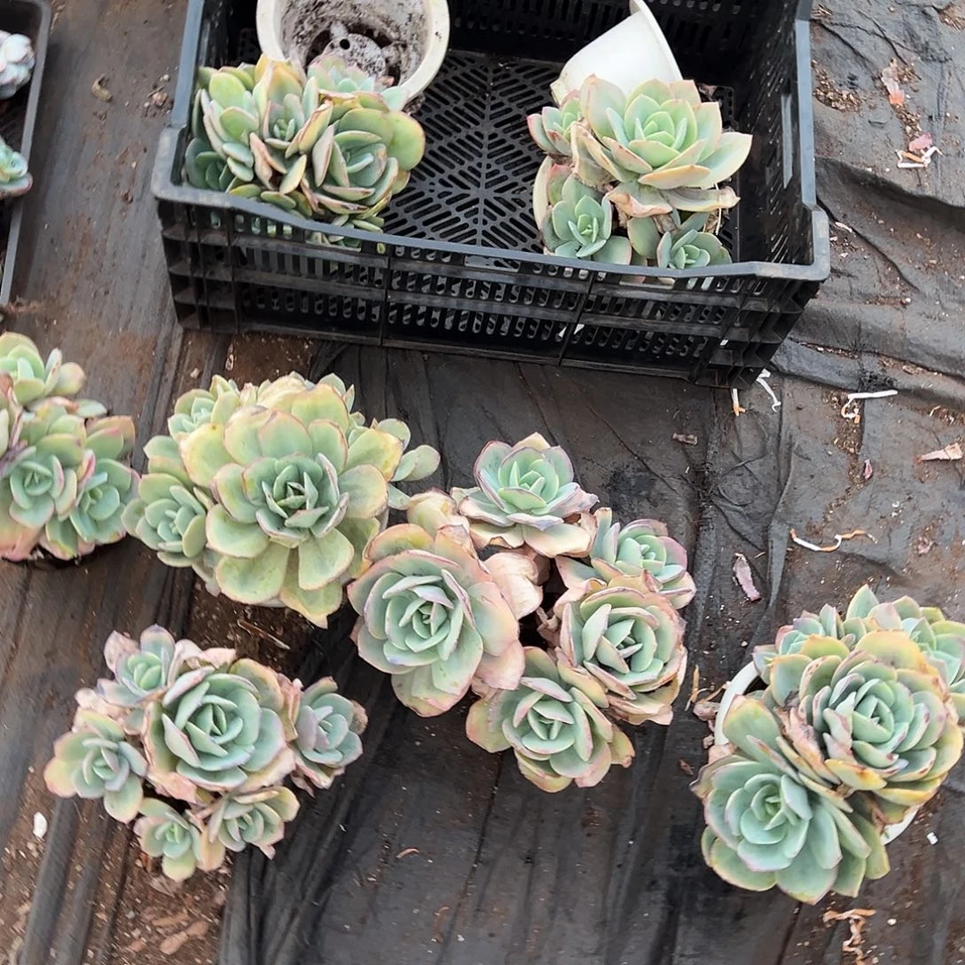 林***星13颗白凤一物一拍