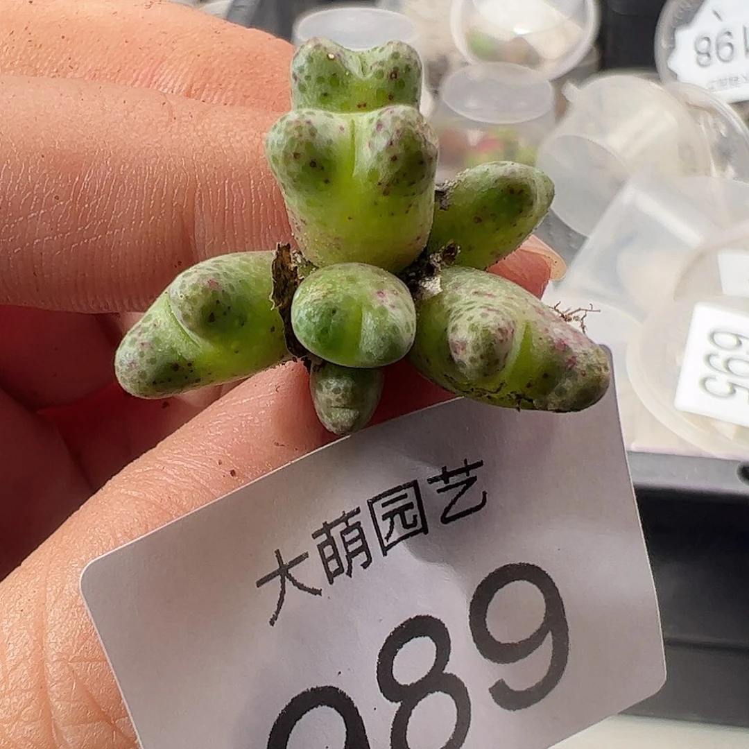 一物一拍清盒福利有疤。 989