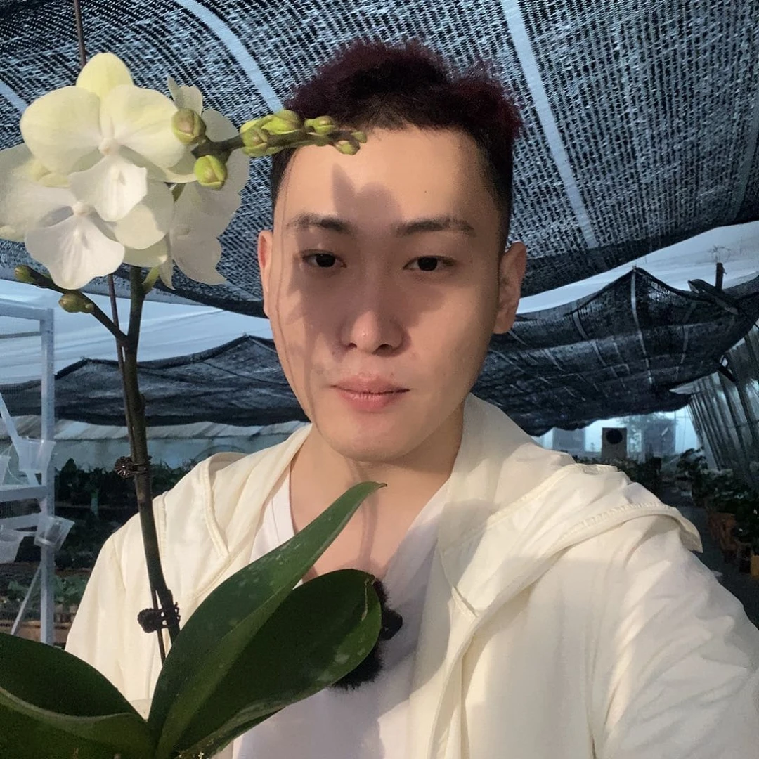 无花朵绿野仙踪蝴蝶兰