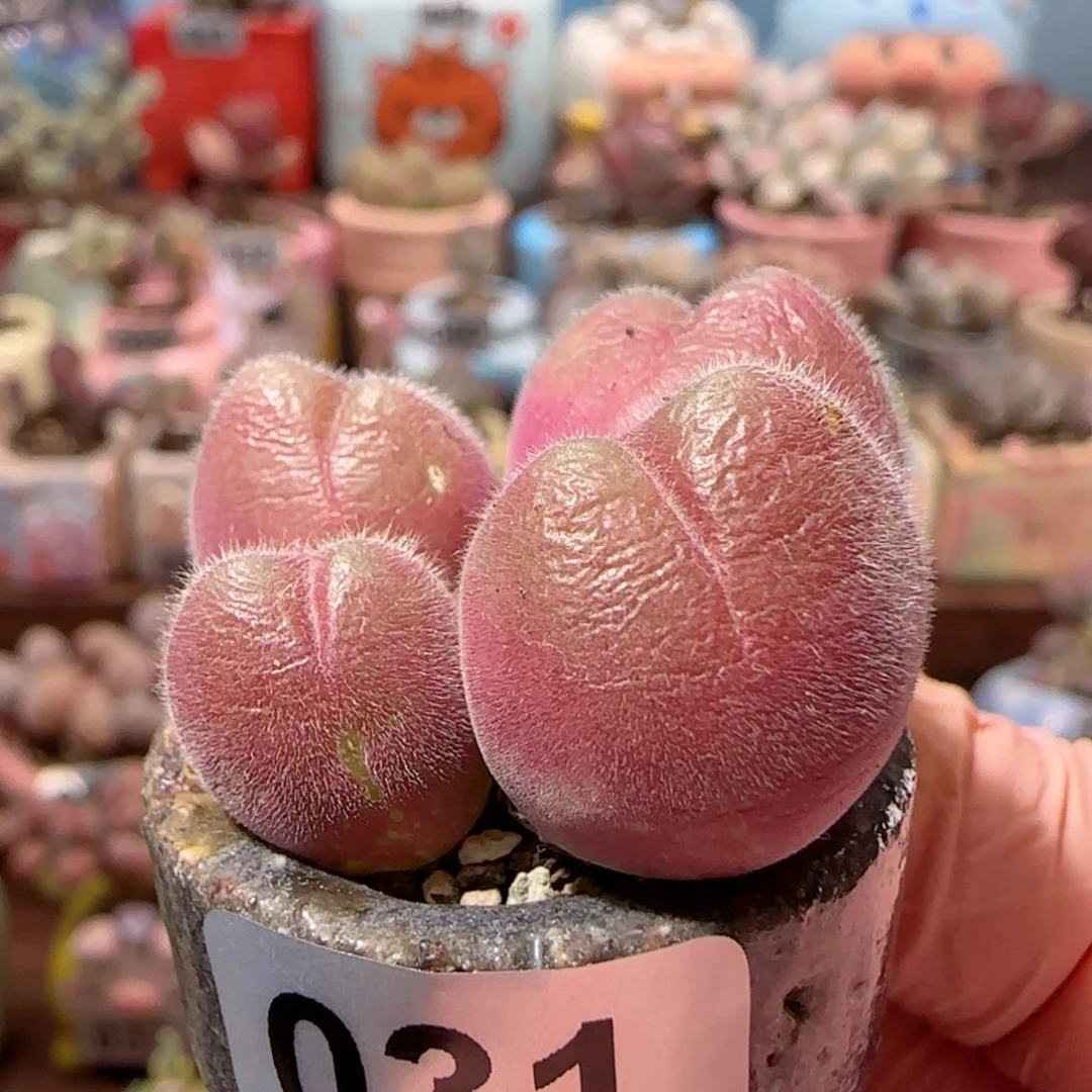 粉红毛翠 盆口2.5cm 微瑕