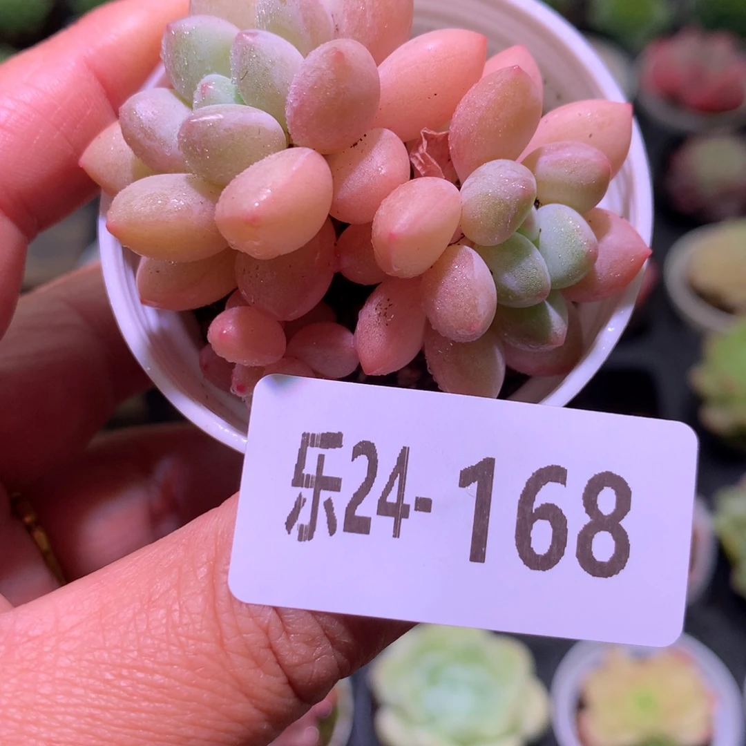 乐然24-168 泡泡糖