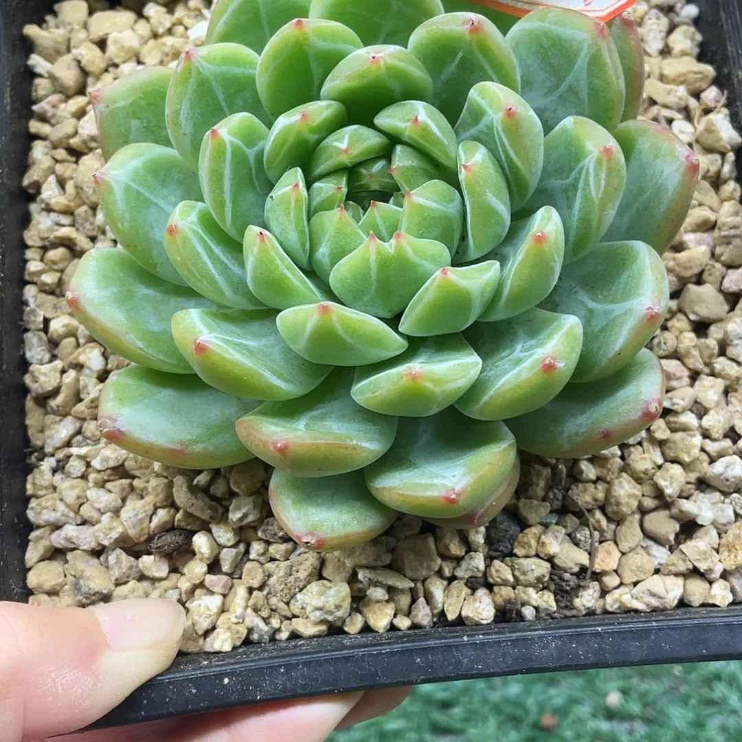 124一物一一拍一拍