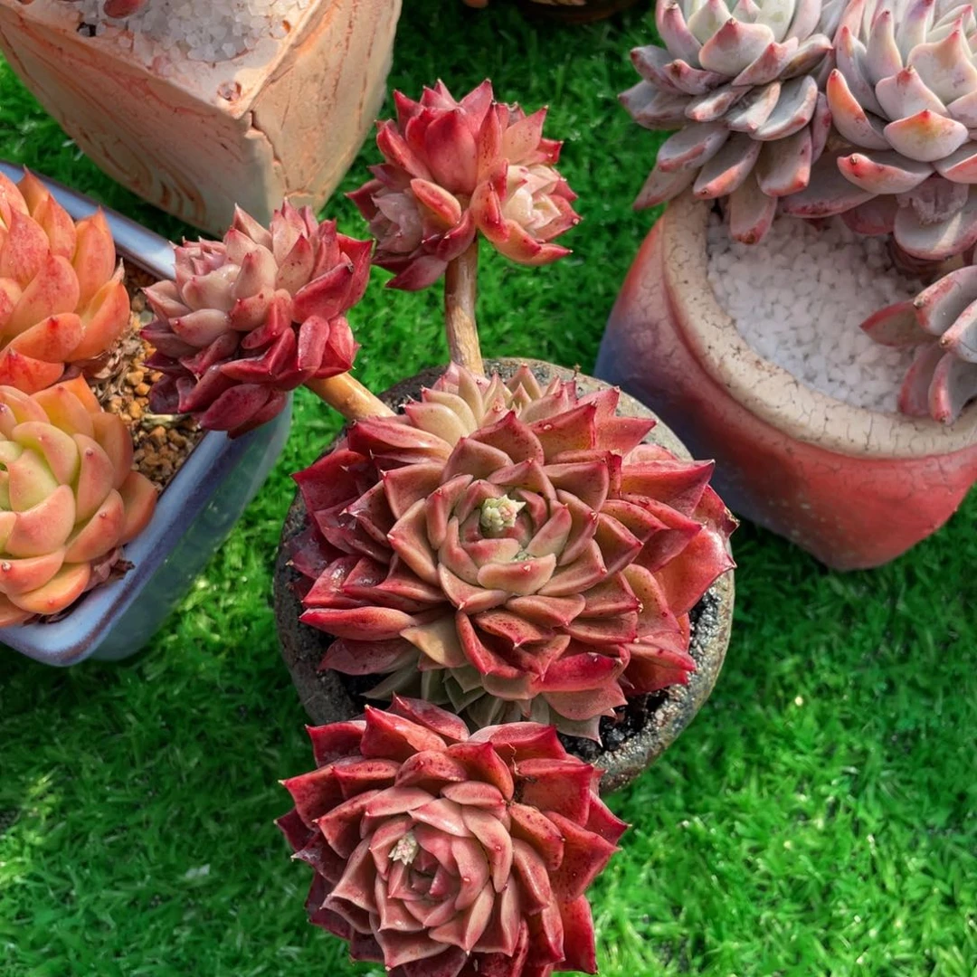 纳**月多肉植物盆栽多肉