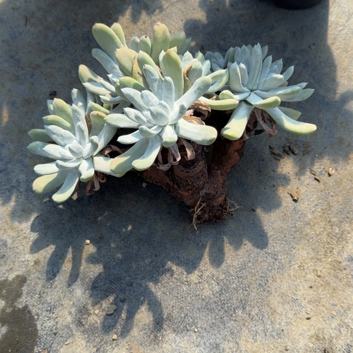 ✐***࿐拇指仙女杯多肉植物
