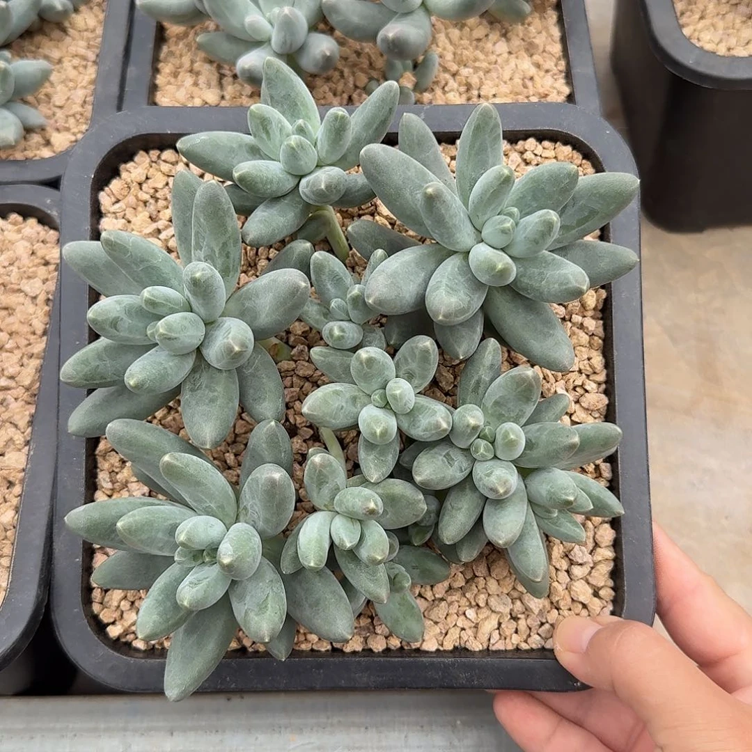 乌拉奶整无砍群生多肉