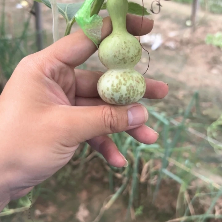 奶***子葫芦葫芦葫芦葫芦