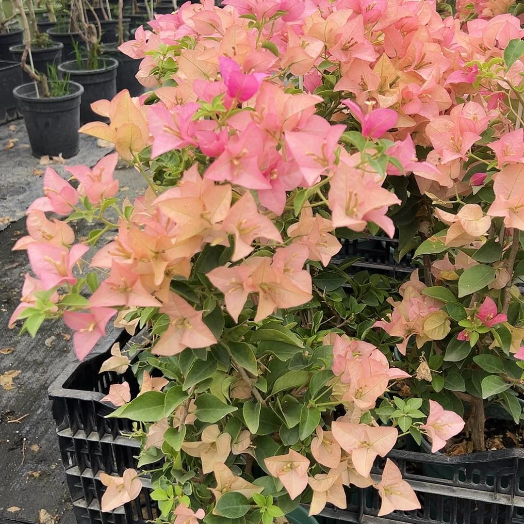 大部分花苞少量开放卡亚塔带竹一棵