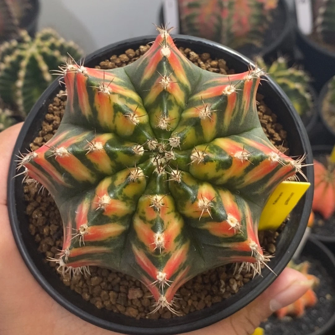 泰系全品米哈—带盆土发货12