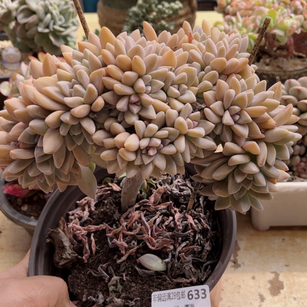 【闪购商品】633淡雪缀