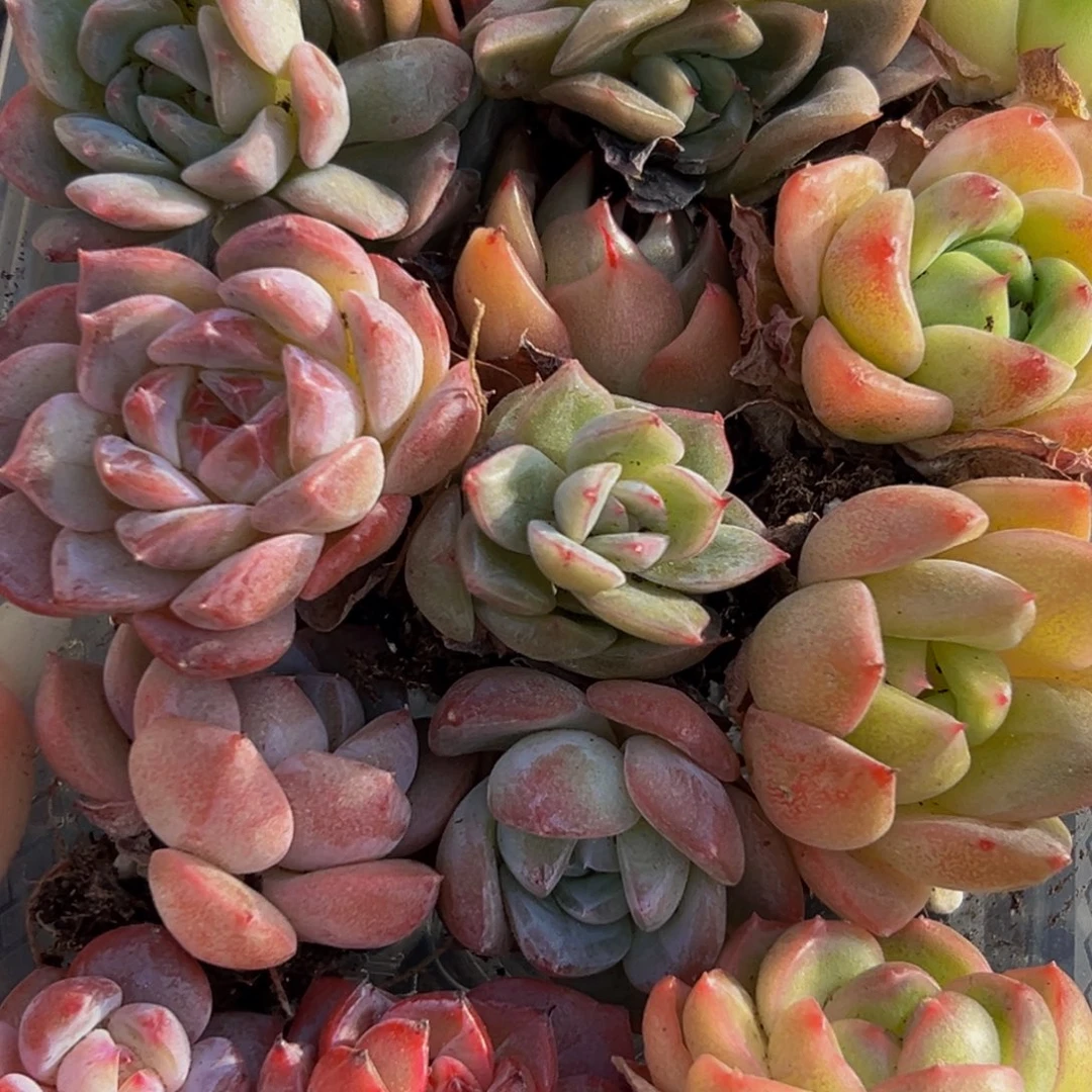 471多肉葡萄的味道是